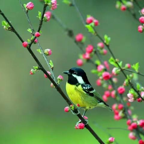 春暖花渐开，希望次第来