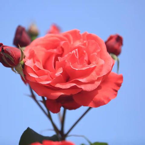 月季花海醉津城