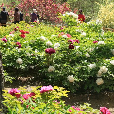 水上牡丹花竟艳