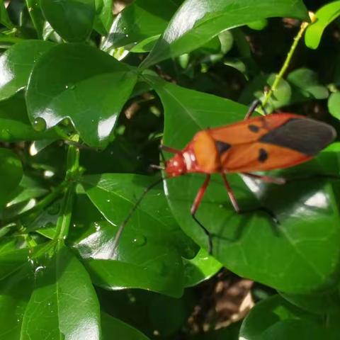 律诗：《因何而变》