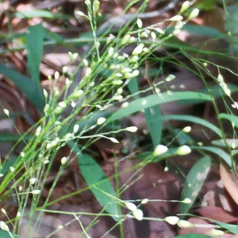 组诗：南粤冬景