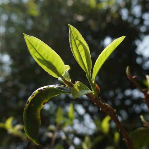 无味有道茶水间