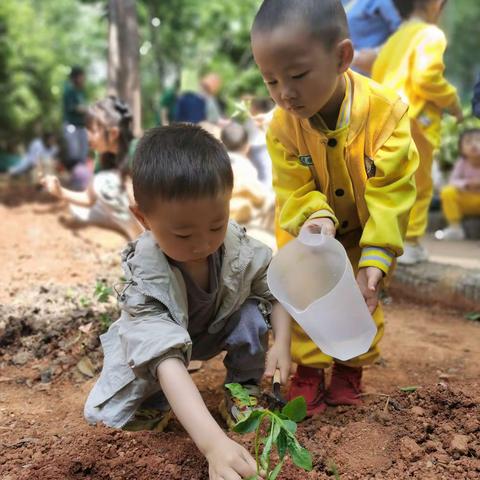 贝特尔幼儿园国际五班“雨后生百谷，西窗谷雨茶”主题活动