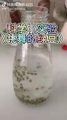 科学小实验《蹦跶的小绿豆》