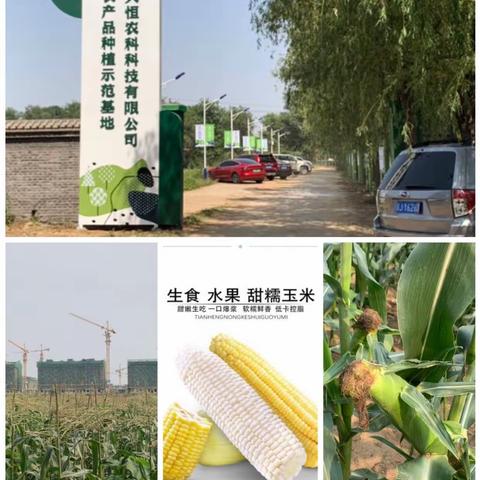 天恒幸福农场玉米节