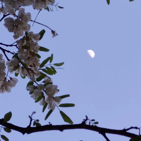 槐花香气满庭院