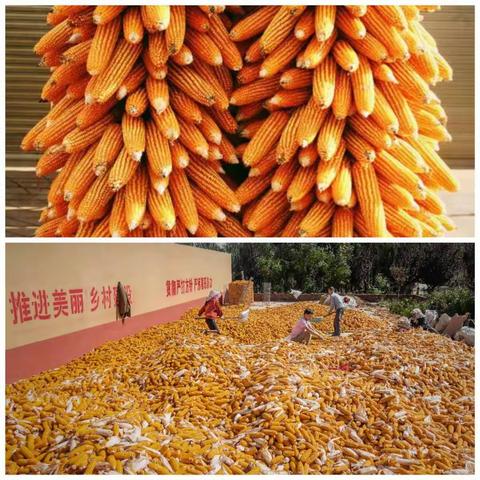 丰收金秋，存款到农商🌽