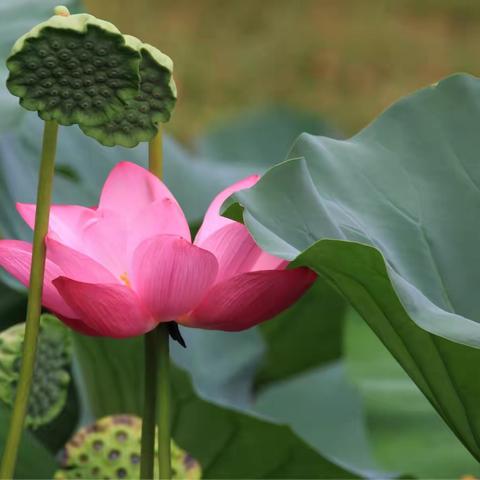 荷花年年开，摄者年年来。
