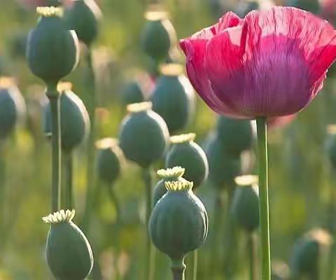 禁毒宣传：珍爱生命，远离毒品，从禁种罂粟做起！