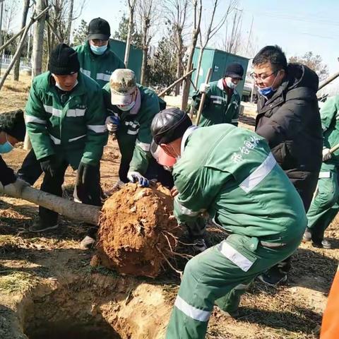 新春伊始鼓干劲  凝心聚力开好局——记邢台市园林中心苗木种植