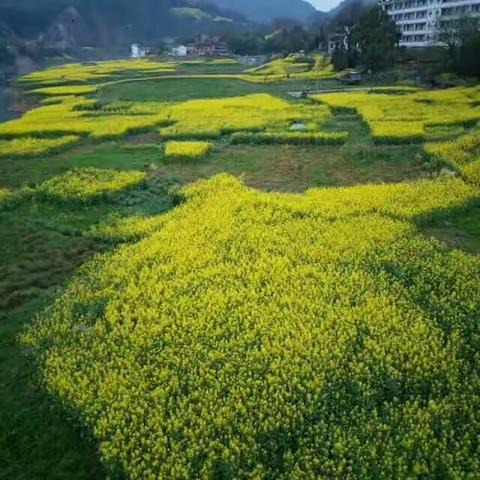 人间芳菲四月天一一皖南游