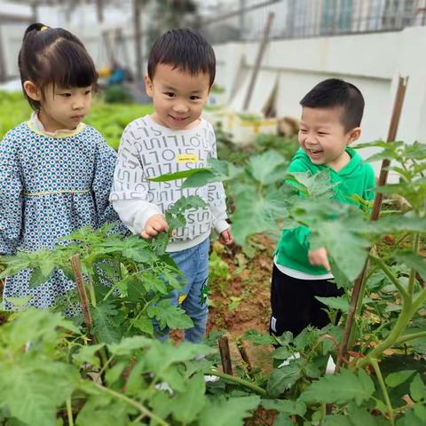 Kissbaby米奇班第十四周~蔬菜🥬乐园