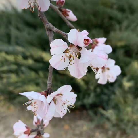 项目式学习第三周：时、分、秒的认识