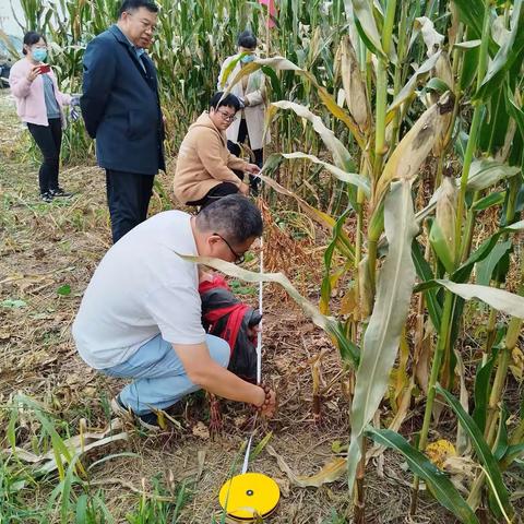 回河街道寺前刘村合作社大豆玉米带状复合种植测产结果出来了