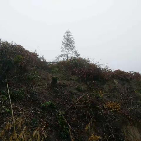 【中国绿都.最氧三明】 抢抓有利时机，做好林地准备工作