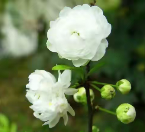 清明时节，用一朵小白花寄托我们的思念