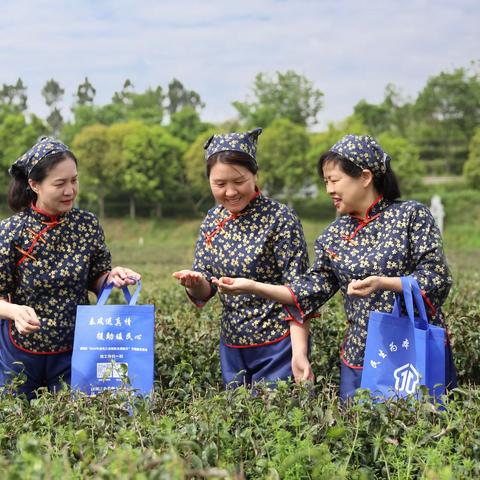 大雾山上闻茶香，问津院前秀茶艺。