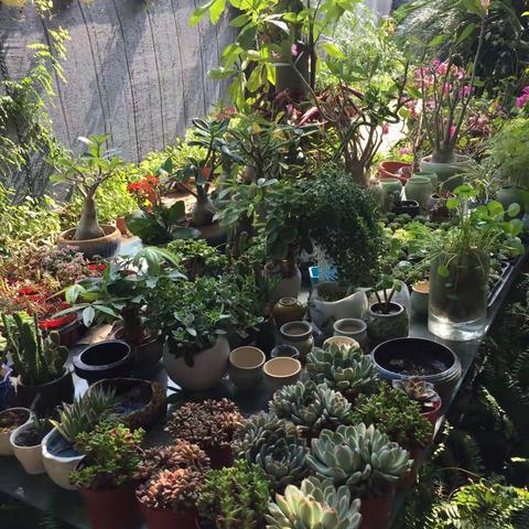 我参与，我快乐！——二幼大四班周末户外摘采活动记实