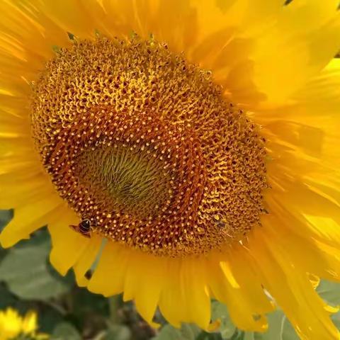 乡村振兴心得体会