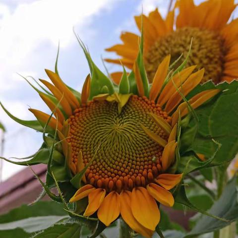 英语启蒙9月6日下午3:30在大队院开讲啦！