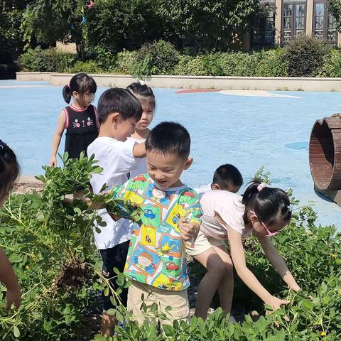 夏日炎炎  花生涌动