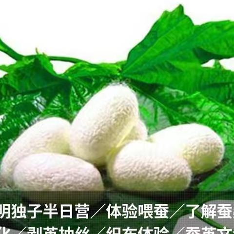 六一福利【蚕宝宝变形计】||抽丝+织布+千年丝绸之路