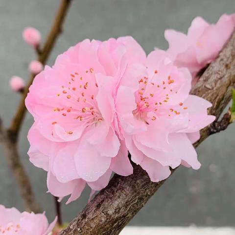 细雨绵绵桃花美