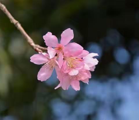 王秋菊的美篇