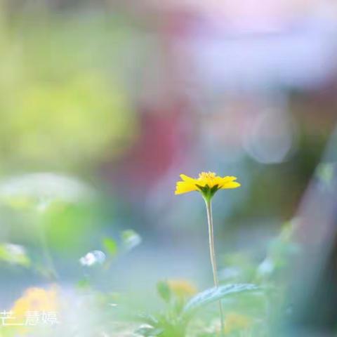 夏雨