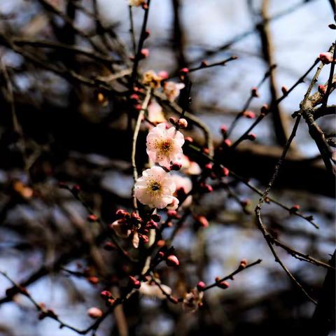 梅花落下的声音