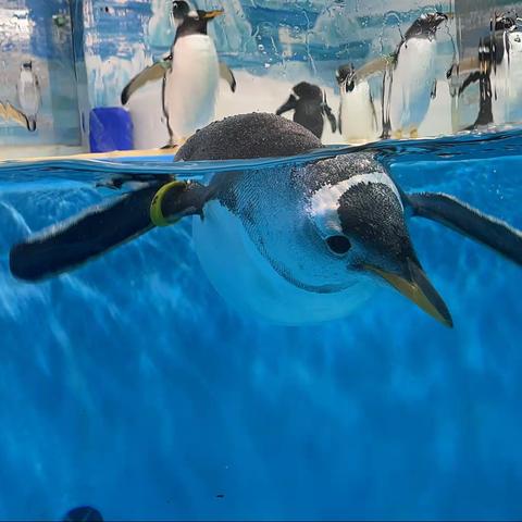 趣味美工活动——企鹅