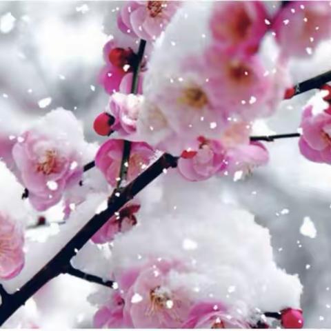 手工《创造梅花》