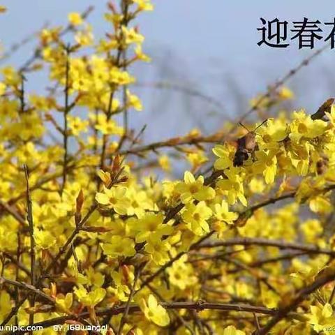 中班语言——迎春花