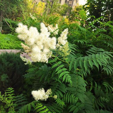 点绛唇·珍珠梅