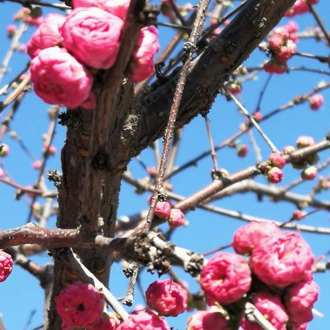 四年四班王泽宇      花红柳绿春光美