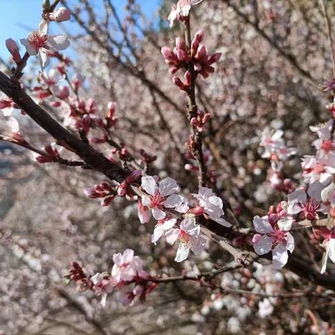 首届“赏花节”暨传承文化经典诵读