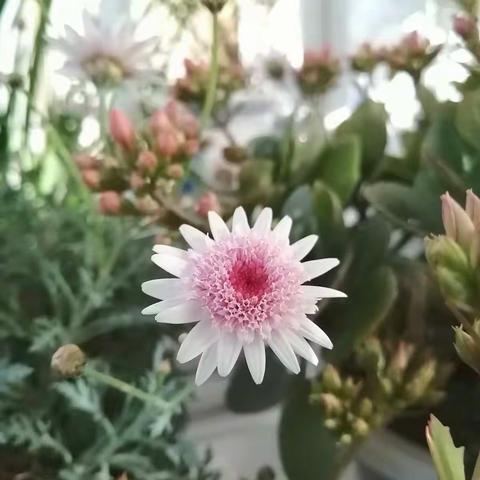 2020年2月10日，11日网课之二