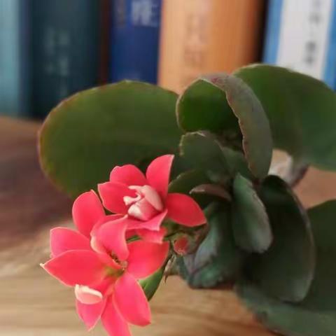 你是我的花坚强，我要你做我好榜样