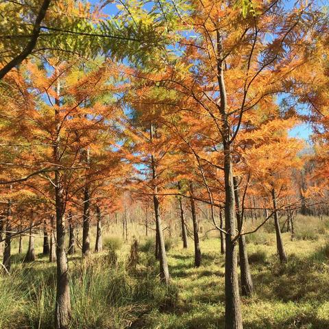 甸尾村水杉（2021.11.20）