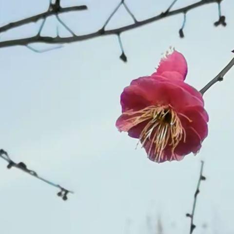 春暖花开