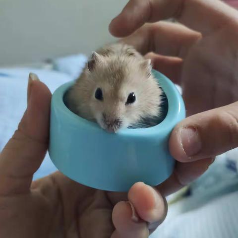 小仓鼠成长记