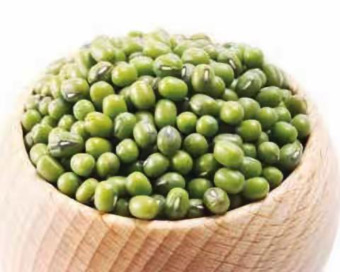 绿豆种植记