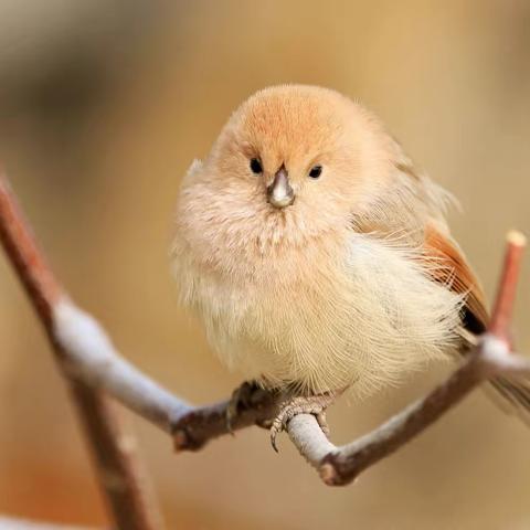 久远的鸟类-棕头鸦雀