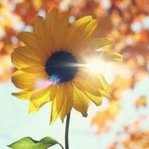 动车三队 杨岚的美篇