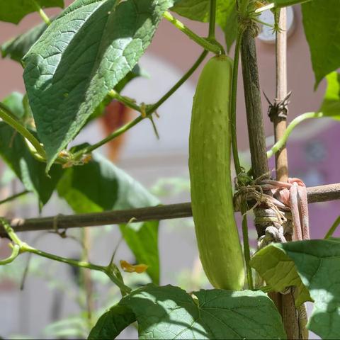 分享幸福的果实🥒