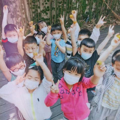 实验幼儿园：大六班枇杷采摘活动