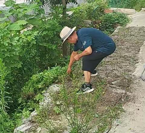 槐荫区吴家堡街道人居环境整治之西张村