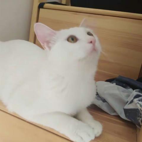 七七又来啦