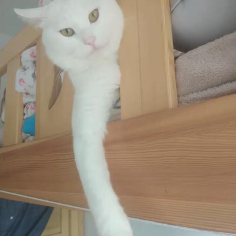 独脚的小七七