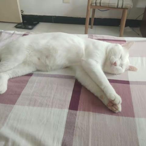 七七小可爱又来啦